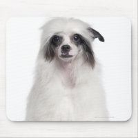 Chinesischer Hund (7 Monate alt)