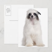 Chinesischer Hund (7 Monate alt) Postkarte (Vorne/Hinten)