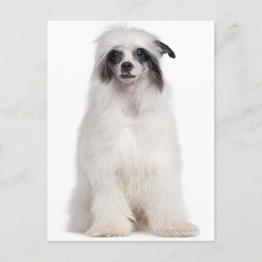 Chinesischer Hund (7 Monate alt) Postkarte (Vorderseite)
