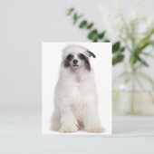 Chinesischer Hund (7 Monate alt) Postkarte (Stehend Vorderseite)