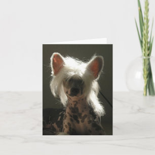 Chinesischer Hund Karte