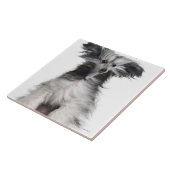 Chinesischer Hund mit Haube (15 Monate alte) im Fliese (Seite)