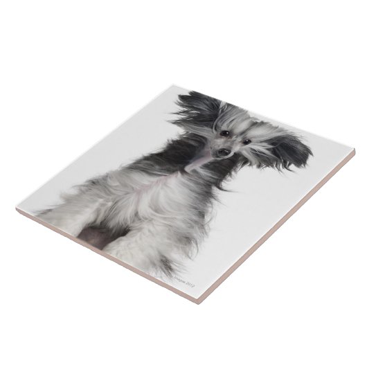 Chinesischer Hund mit Haube (15 Monate alte) im Fliese (Seite)