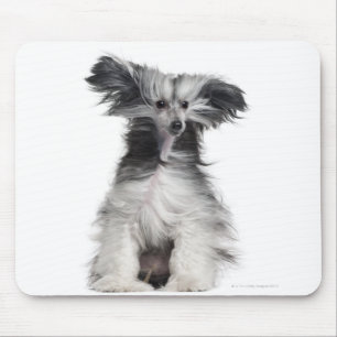 Chinesischer Hund mit Haube (15 Monate alte) im Mousepad