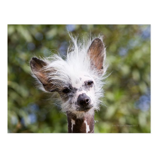 CHINESISCHER HUND MIT HAUBE (UNBEHAART) POSTKARTE Zazzle.de