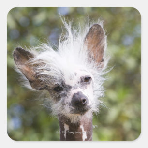 CHINESISCHER HUND MIT HAUBE (UNBEHAART) QUADRATISCHER AUFKLEBER