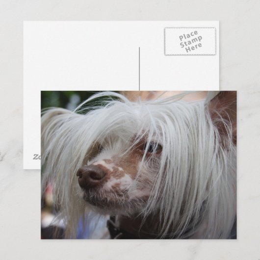 Chinesischer Hund Postkarte (Vorne/Hinten)