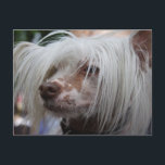 Chinesischer Hund Postkarte<br><div class="desc">Süßer Frischhund</div>