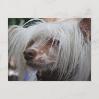 Chinesischer Hund