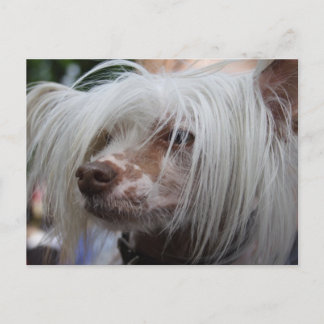 Chinesischer Hund Postkarte