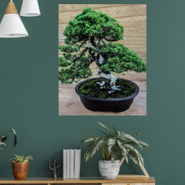 Chinesischer Juniper Bonsai Tree Poster