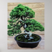 Chinesischer Juniper Bonsai Tree Poster (Vorne)
