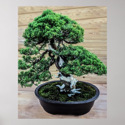 Chinesischer Juniper Bonsai Tree Poster (Vorne)
