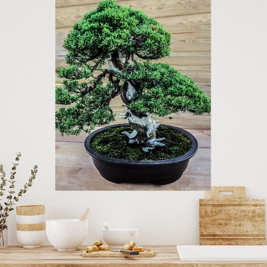 Chinesischer Juniper Bonsai Tree Poster (Küche)