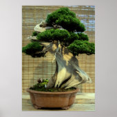 Chinesischer Juniper Bonsai Tree Poster (Vorne)