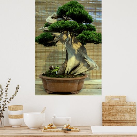 Chinesischer Juniper Bonsai Tree Poster (Küche)