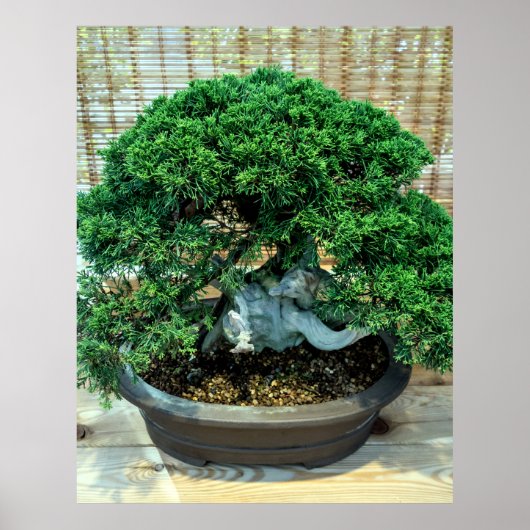 Chinesischer Juniper Bonsai Tree Poster (Vorne)