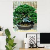 Chinesischer Juniper Bonsai Tree Poster (Heimbüro)