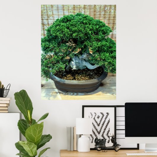 Chinesischer Juniper Bonsai Tree Poster (Heimbüro)