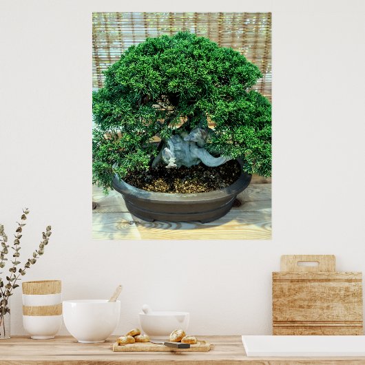 Chinesischer Juniper Bonsai Tree Poster (Küche)