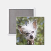 CHINESISCHER KRESTIERTER HUND (HAIRLESS) MAGNET (Vorderseite/Rückseite)