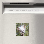 CHINESISCHER KRESTIERTER HUND (HAIRLESS) MAGNET (In Situ (Geschirrspüler))
