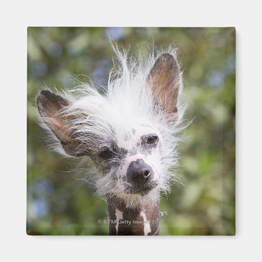 CHINESISCHER KRESTIERTER HUND (HAIRLESS) MAGNET (Vorne)