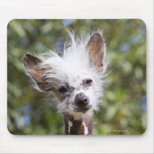 CHINESISCHER KRESTIERTER HUND (HAIRLESS) MOUSEPAD