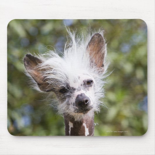 CHINESISCHER KRESTIERTER HUND (HAIRLESS) MOUSEPAD (Vorne)
