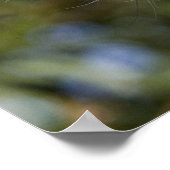 CHINESISCHER KRESTIERTER HUND (HAIRLESS) POSTER (Ecke)