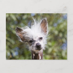 CHINESISCHER KRESTIERTER HUND (HAIRLESS) POSTKARTE
