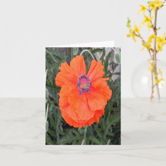 Chinesischer Mohn... Karte (Gelbe Blume)