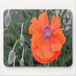 Chinesischer Mohn.... Mousepad