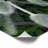 Chinesischer Mohn.... Poster (Ecke)