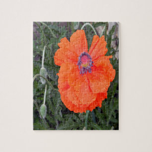 Chinesischer Mohn.... Puzzle