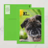 Chinesischer Mops Hund Hi Postcard Postkarte (Vorne/Hinten)