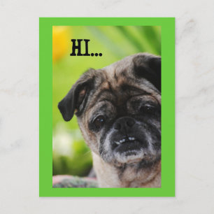 Chinesischer Mops Hund Hi Postcard Postkarte