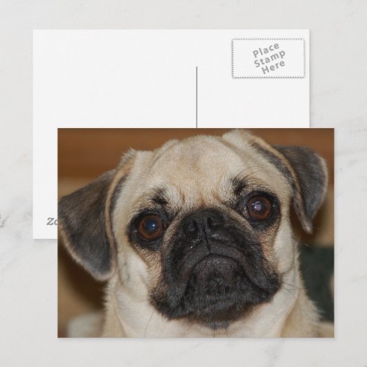 Chinesischer Mops Postkarte (Vorne/Hinten)