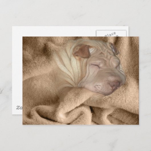 Chinesischer Shar Pei Camouflage, wrinkle Hiding S Postkarte (Vorne/Hinten)