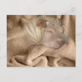 Chinesischer Shar Pei Camouflage, wrinkle Hiding S Postkarte (Vorderseite)