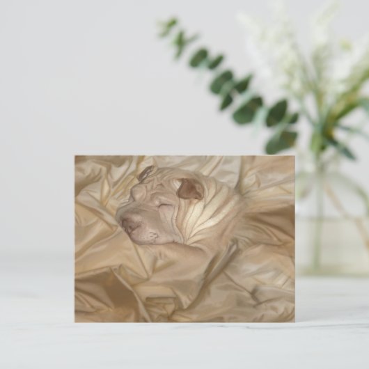 Chinesischer Shar Pei in Falten eingefangen Postkarte (Stehend Vorderseite)
