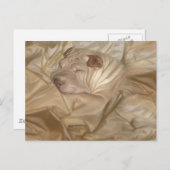 Chinesischer Shar Pei in Falten eingefangen Postkarte (Vorne/Hinten)