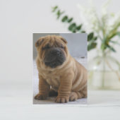 Chinesischer Shar Pei Postcard Postkarte (Stehend Vorderseite)