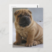 Chinesischer Shar Pei Postcard Postkarte (Vorne/Hinten)