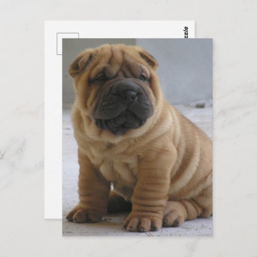 Chinesischer Shar Pei Postcard Postkarte (Vorne/Hinten)