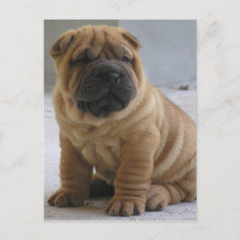 Chinesischer Shar Pei Postcard Postkarte