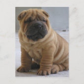 Chinesischer Shar Pei Postcard Postkarte (Vorderseite)