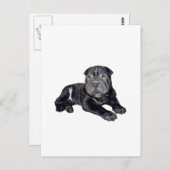 Chinesischer Shar Pei - schwarzer Welpe Postkarte (Vorne/Hinten)