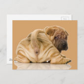 Chinesischer Shar-pei-Welpenhund Postkarte (Vorne/Hinten)