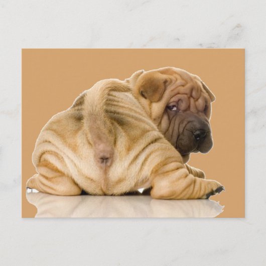 Chinesischer Shar-pei-Welpenhund Postkarte (Vorderseite)